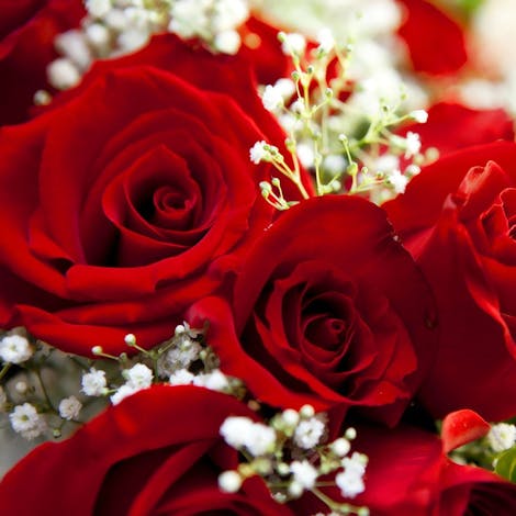 Beautiful detail of a dozen red roses