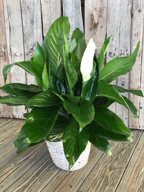 Naples Florida Peace Lily Delivery by Marco Island Florist