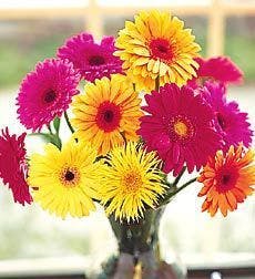 Gerbera Daisy Vase Flowers