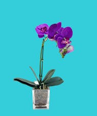 Faux Purple Orchid Plant