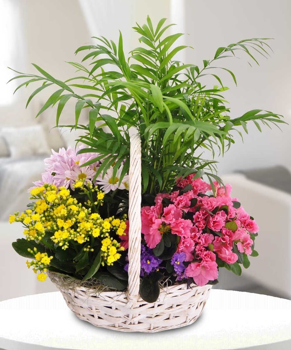 Blooming Garden Basket A Variety Of Plabts Marco Blooming Garden Basket A Variety Of Plabts Marco Island Flower Florida Fl Florist Naples