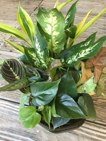 Dish Garden Marco Island Florist Plant Delivery