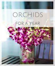 Orchids for a Year