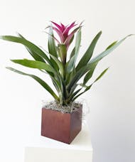 Bromeliad In Wooden Container