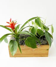 Mini Bromeliad With Heart Philodendon