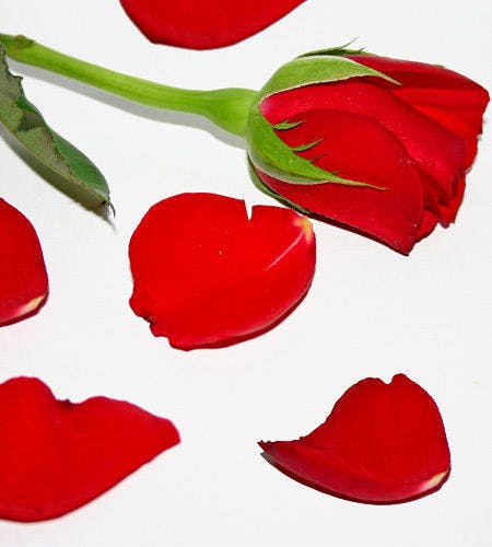 Rose Petals | Romantic Flower Delivery 