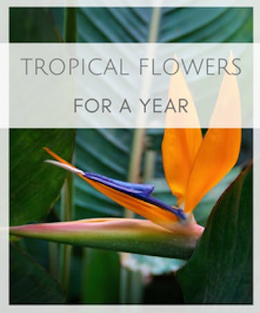 Tropical Flowers for a Year