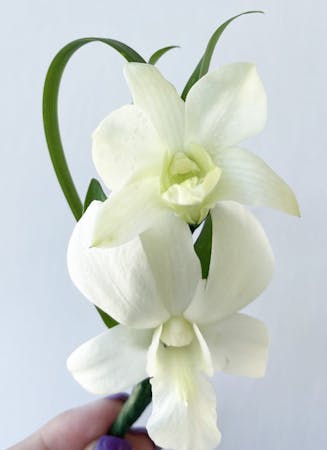 Dendrobium Orchid Boutonniere