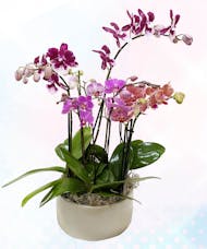 Exotica Orchids